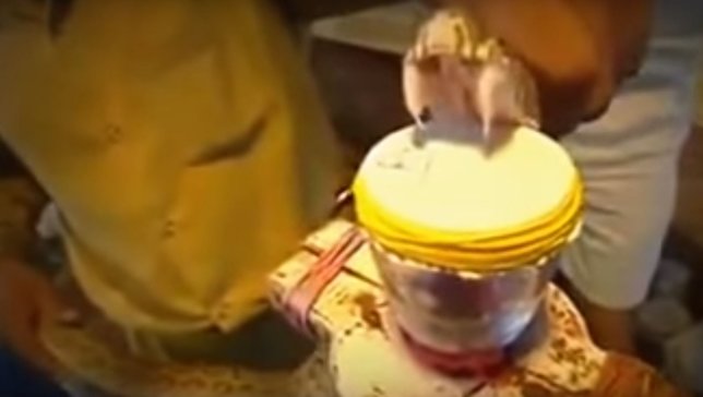 Yılan zehri kanı bakın ne hale getirdi! Görenler dehşete düştü