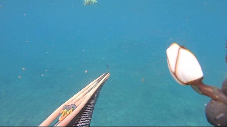 Ayvalık’ta görülmesi iyiye işaret değil