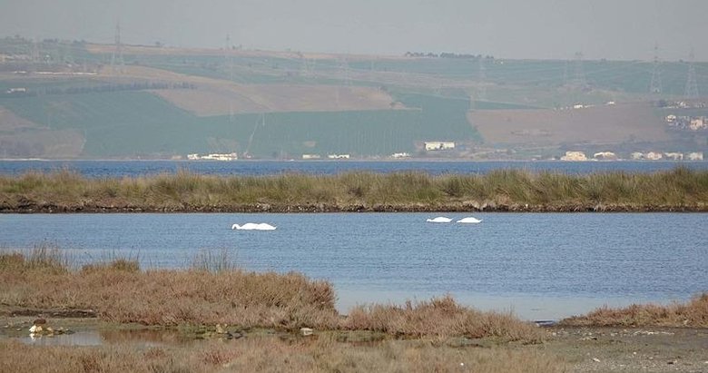Çanakkale’de ortaya çıktı: İklim değişikliğinin bu etkisini kimse böyle beklemiyordu!