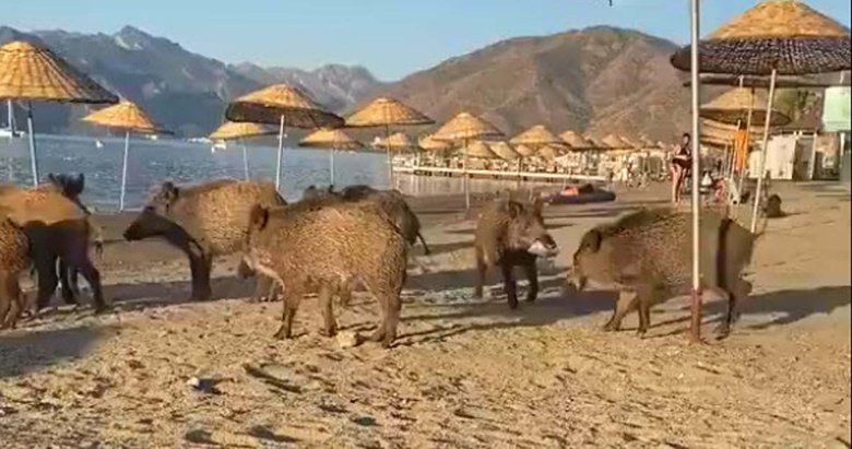 Turistler şaşkına döndü! Güneşlenen insanların arasına daldılar