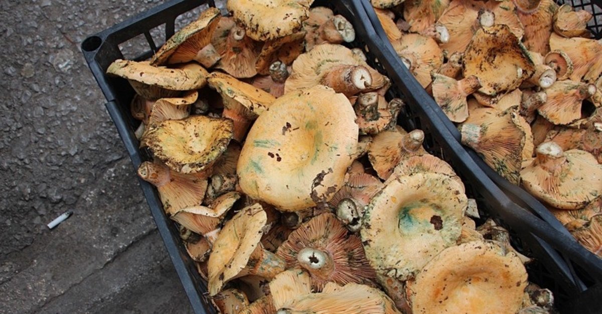 Ormanda kendi halinde büyüyor: Bu mantar sadece gök gürlediğinde ortaya çıkıyor!