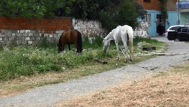 Manisa’da iplerinden kurtulan atlar trafiğe daldı