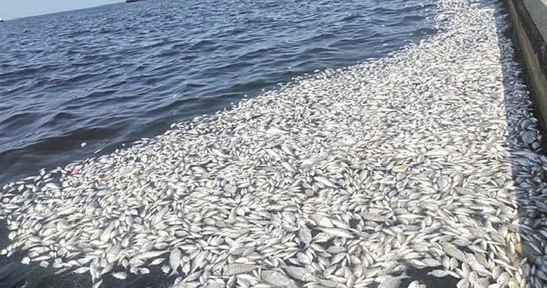 İzmir Körfezi’ndeki balık ölümlerini ne tetikledi? Uzmanından dikkat çeken açıklama