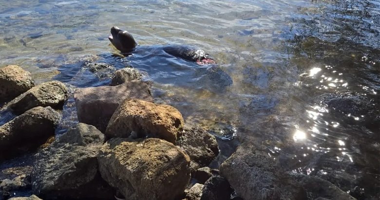 Muğla’da yaralanan yavru keşiş foku öldü
