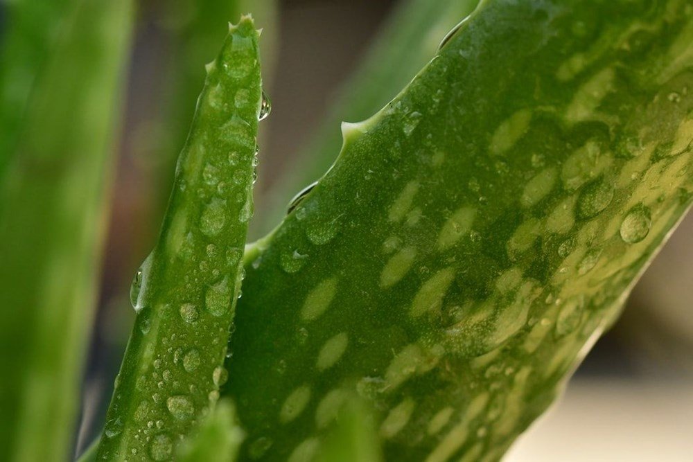 aloe vera gel fr die augen Aloe Vera Gold Perfect Eye