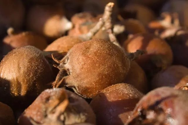 Muşmulanın faydaları nelerdir? Muşmula çekirdeği hangi hastalıklara iyi gelir?