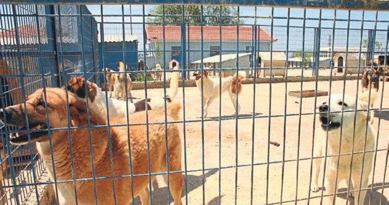 Bakanlıktan 81 ile sokak köpekleri genelgesi