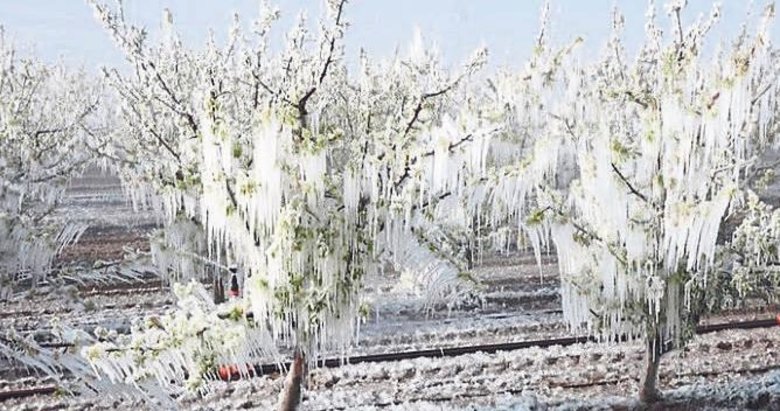 Çiftçinin umudu dondu! Bir yıllık emek bir gecede yok oldu...