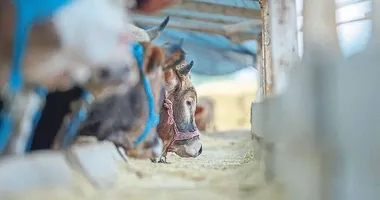 Aydın’da tüm hayvan pazarları kapatıldı