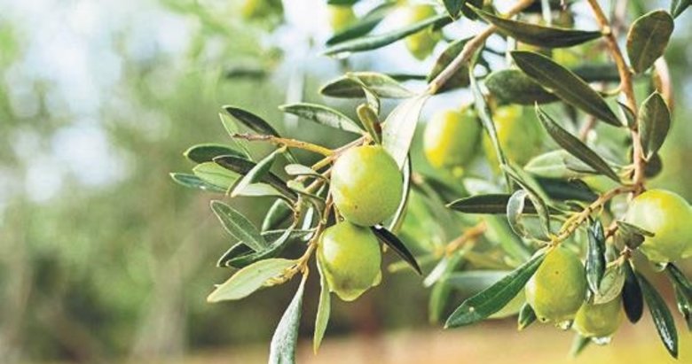 Zeytin: Doğaya nefes, insana şifa