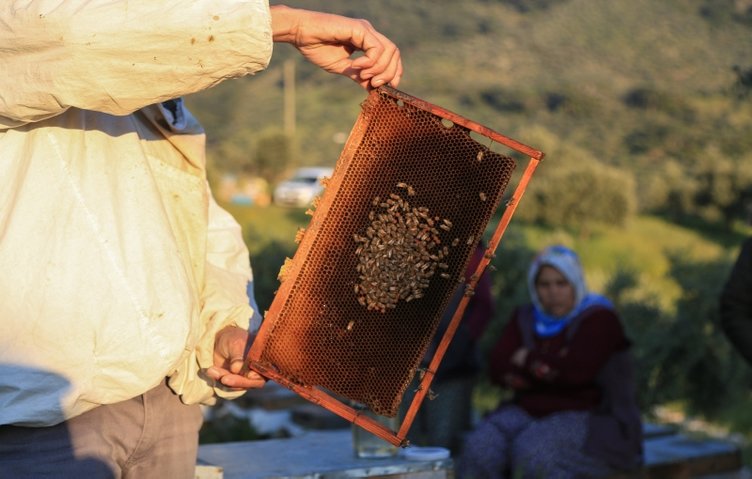 Muğla’da toplu arı ölümleri