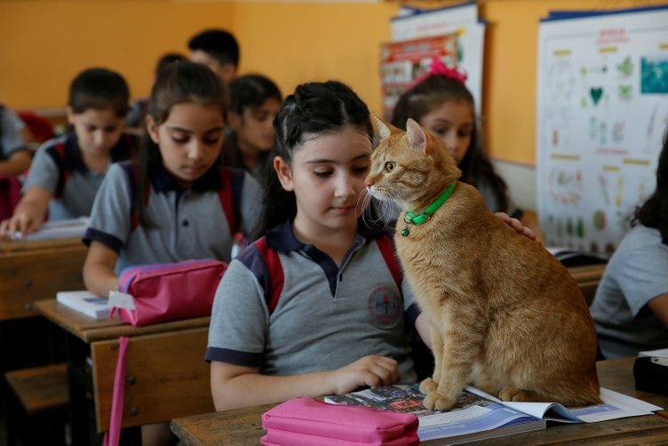 Kedi Tombi yaz tatilinin ardından okula döndü