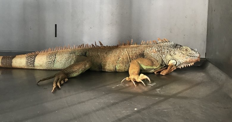 Muğla’da sokakta bulunan iguana koruma altına alındı