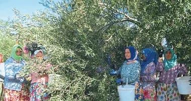 Ayvalık’ta zeytin hasadı dualarla başladı
