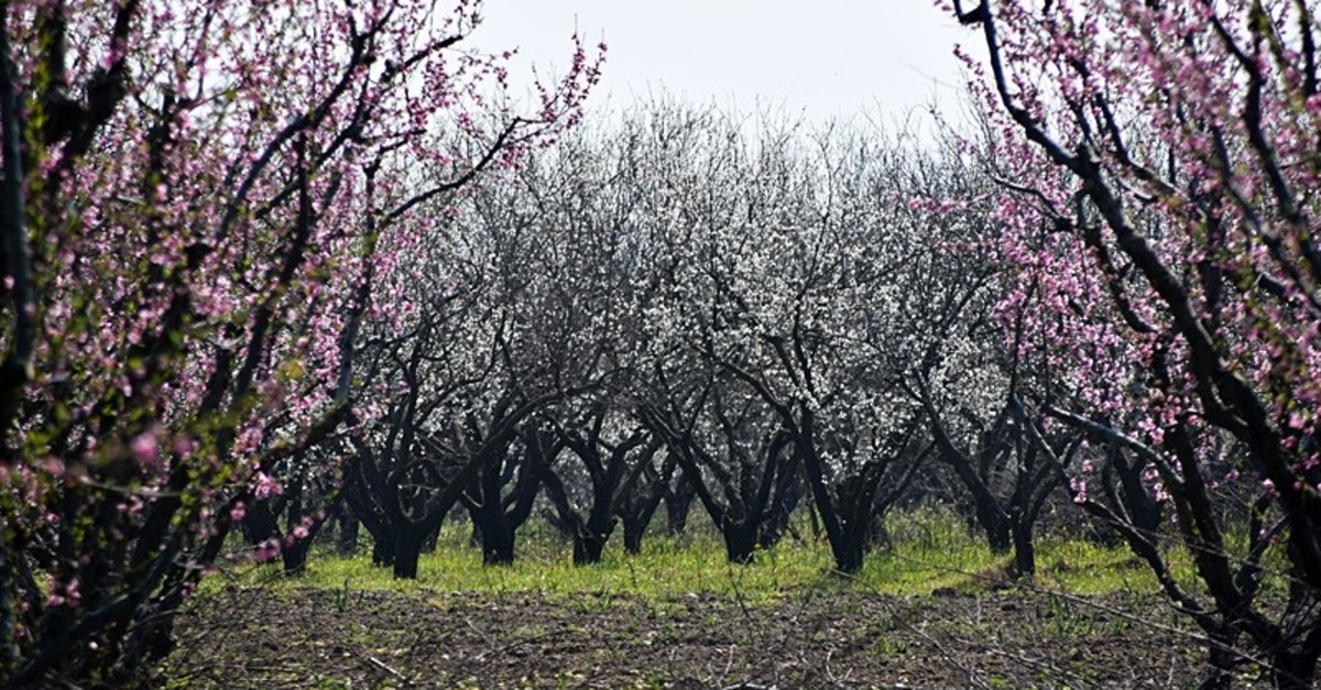 Gediz Ovası'ndaki meyve ağaçları çiçek açtı