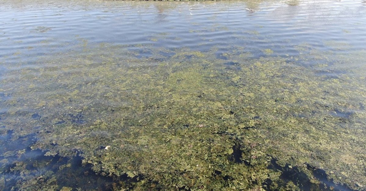 İzmir sahilini yine deniz marulları sardı! Uzman isim "bu mevsimde deniz marulu olmaz" diyerek anlattı