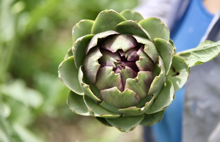 Enginarın faydaları nelerdir? Ne işe yarar?