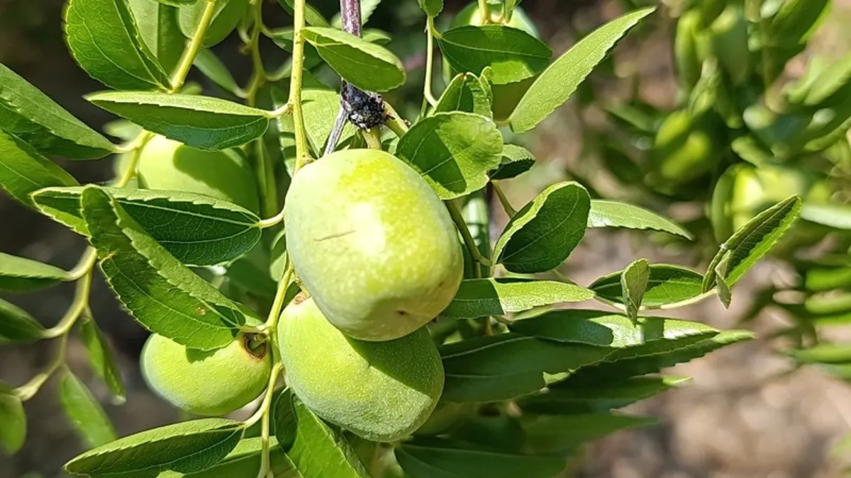 Ege'nin gözde meyvesi! Hasat için geri sayım başladı