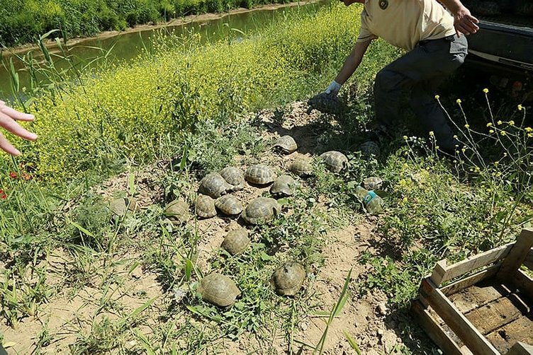 Tren yolundaki 73 kaplumbağa kurtarıldı