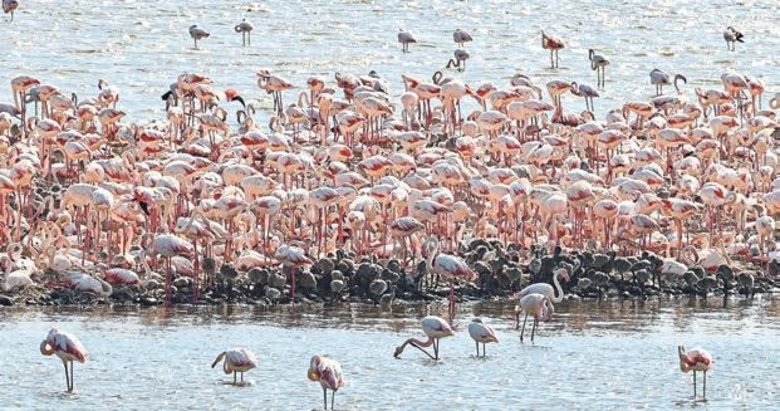 Flamingo adasında 18 bin yavru doğacak