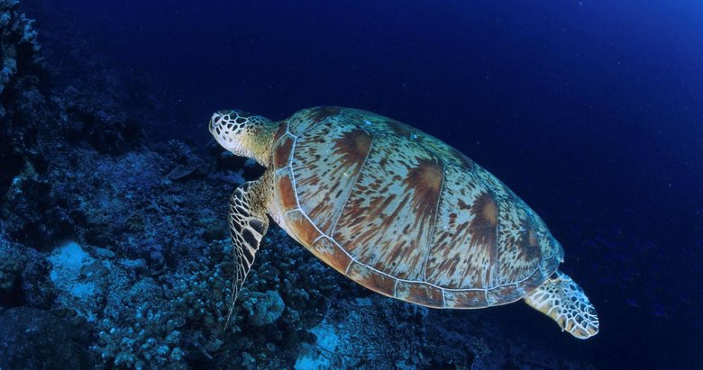 Deniz kaplumbağalarını besleyene 244 bin lira ceza!