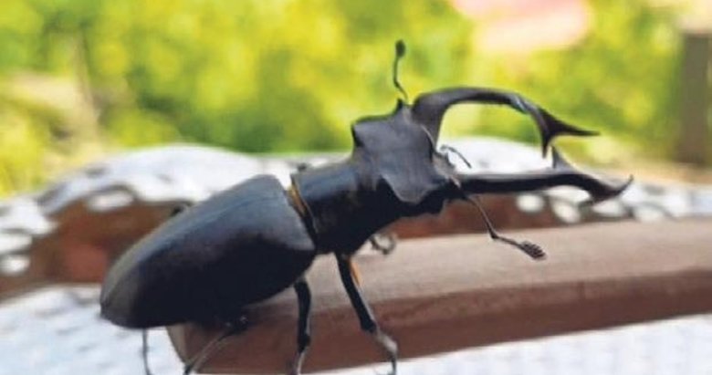 Bu böcegi öldürenler 557 bin TL verecek