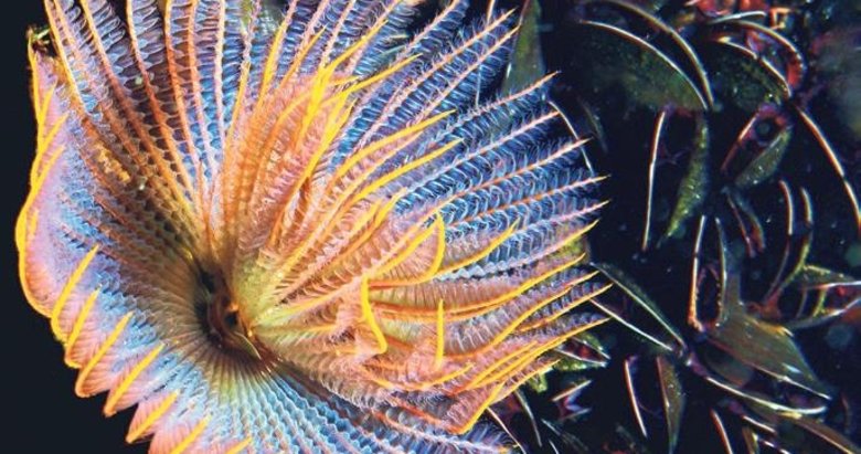 Körfez temizleniyor canlı türü artıyor