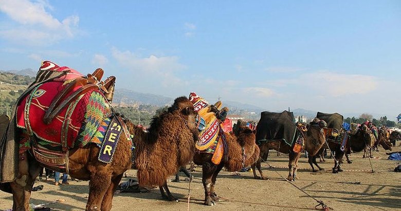 Deve güreşi sezonu geldi! Arenaya değil sanki podyuma çıkıyorlar
