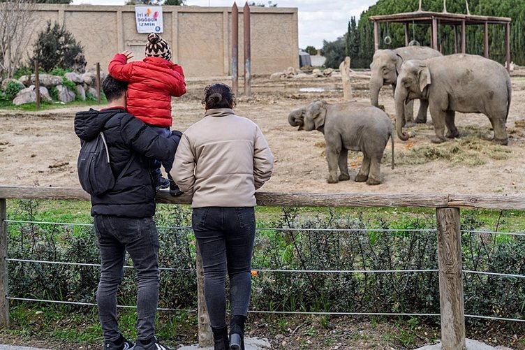 Türkiye’de doğan ilk Asya fili! İzmir 14 yaşında