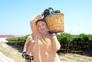 Gediz’in bereketli topraklarında ilk üzüm hasadı gerçekleşti