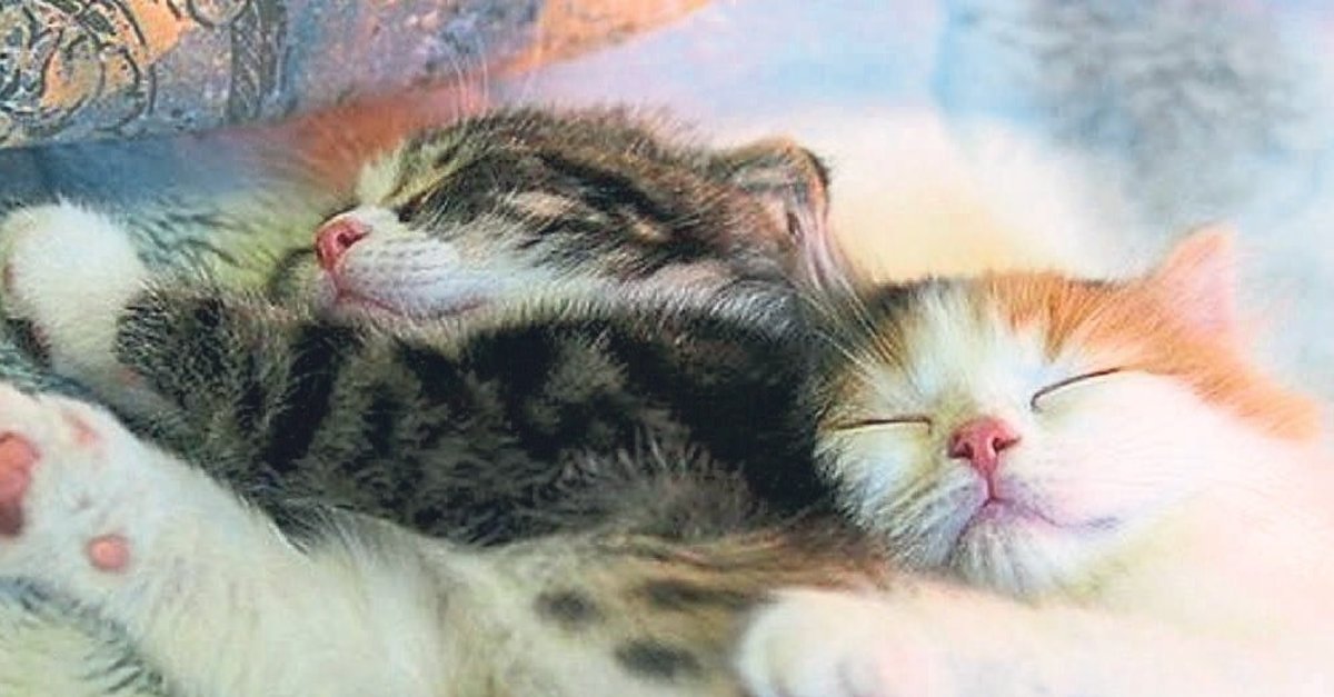 Göğsünüzdeki misafir