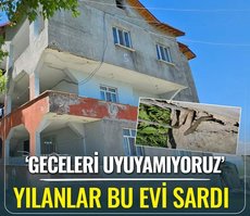 Yılanlar evi sardı: Geceleri uyuyamıyoruz