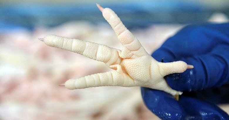 Çinliler buna bayılıyor: Tavuk ayağı Uşaklılara gelir kapısı oldu