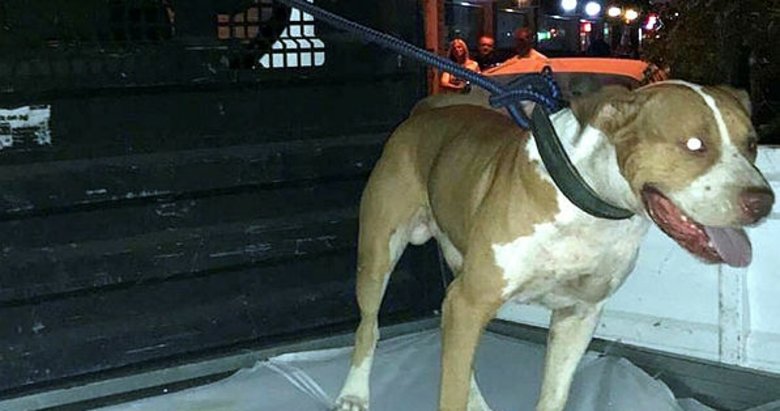 mugla da pitbull saldirdigi sus