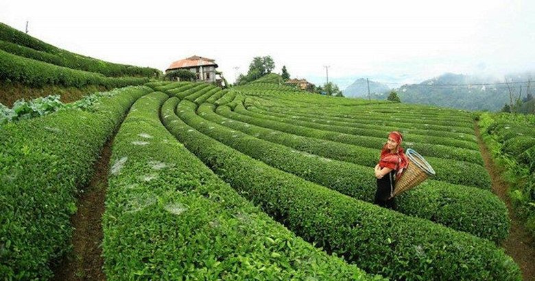 Çay İşletmeleri Genel Müdürlüğü 500 personel alacak