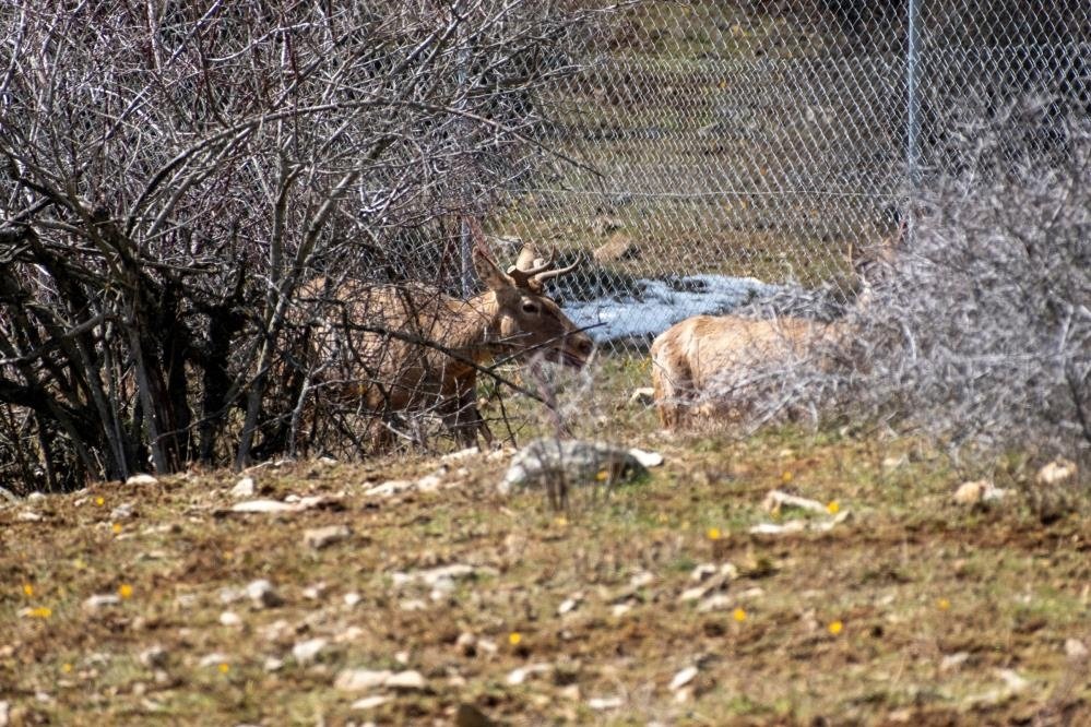 Spil Dağı’na salınan kızıl geyikler kartpostallık görüntüler oluşturdu