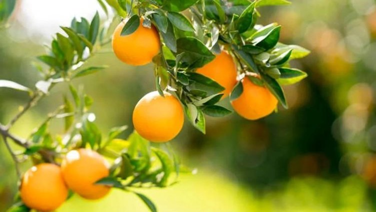 Kış aylarının soğuk algınlığı savaşçısı mandalina! Mandalinanın faydaları neler?