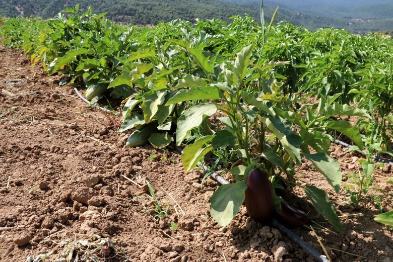 Afyon’da asırlık ata tohumu ile patlıcan üretiyorlar
