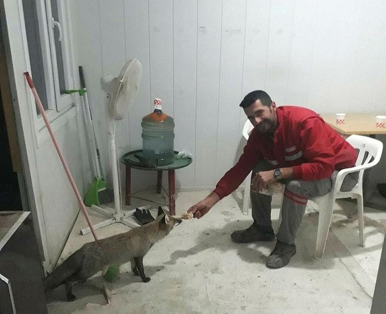 Yürek ısıtan dostluk! Geceleri iş yerine gelen tilkileri eliyle besliyor