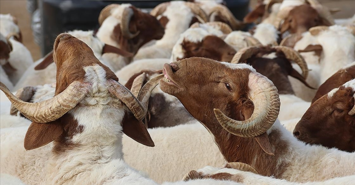 KURBAN BAYRAMI NE ZAMAN 2026? KURBAN BAYRAMI TATİLİ 9 GÜN MÜ?