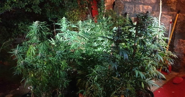 Bodrum’da uyuşturucu operasyonu! Evi adeta uyuşturucu tarlasına çevirmişler