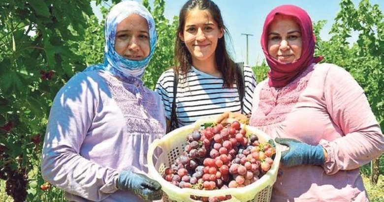 Manisa üzümünün en büyük alıcısı Rusya