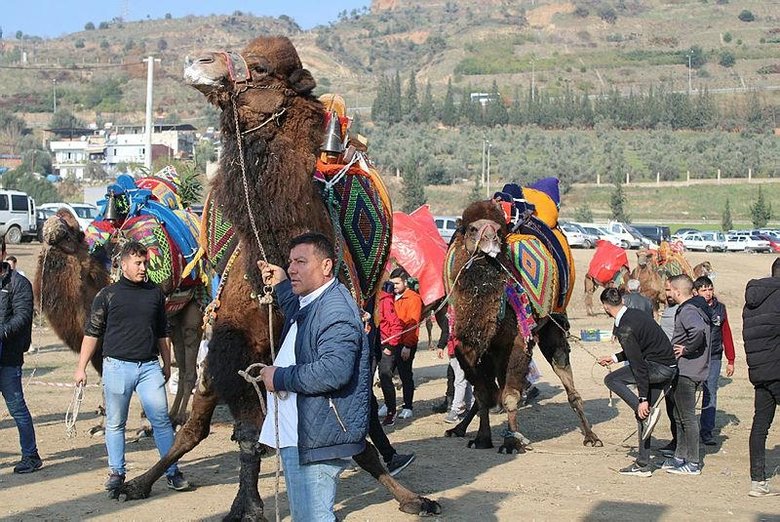 Deve güreşi sezonu geldi! Arenaya değil sanki podyuma çıkıyorlar
