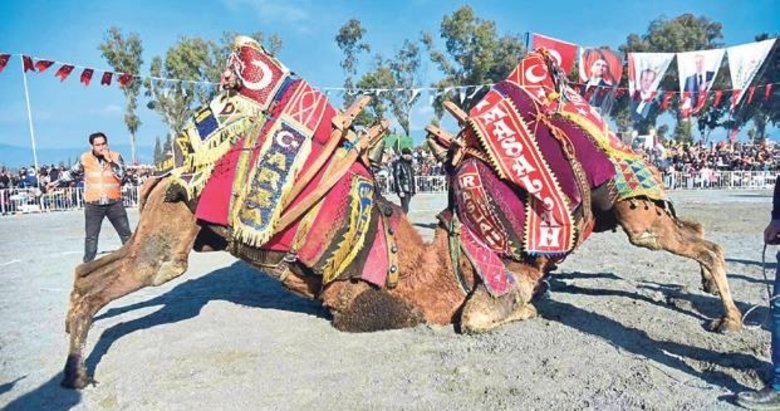 Deve güreşi festivali büyük coşkuyla başladı