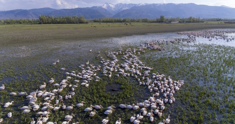Afyonkarahisar’da Eber Gölü’ndeki flamingolar görenleri büyülüyor