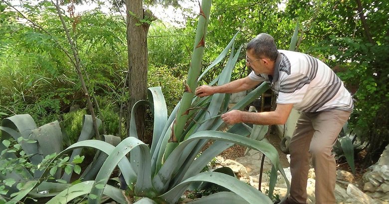 Balikesir Bandirma Da Yuzyilin Bitkisi Cicek Acti