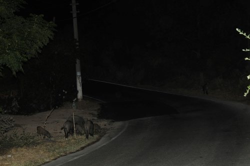 Bodrum’da neler oluyor?