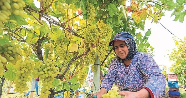 Sarıgöl baglarında hedef ihracatlık kaliteli üzüm