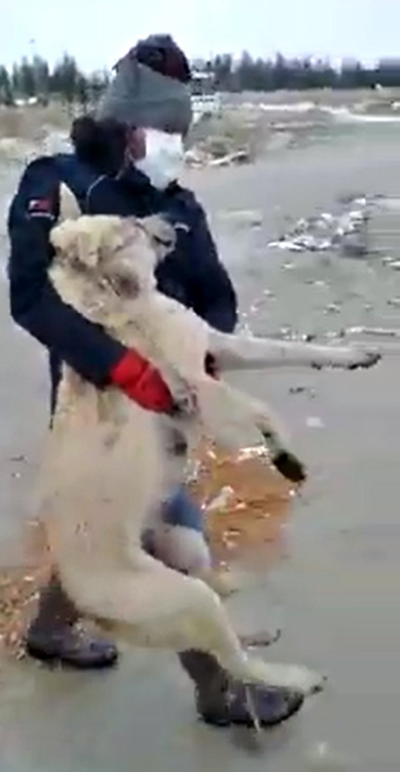İkisi yavru 3 köpek donmak üzereyken kurtarıldı