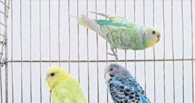 Petshoplara yaban hayvanı satışı için ruhsat şartı